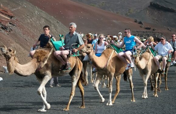 Camel fares rise