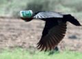 Feathered can-openers
