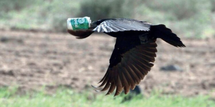 Feathered can-openers