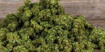 The laws on Cannabis on Lanzarote