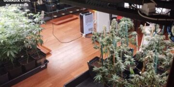 Cannabis confiscated