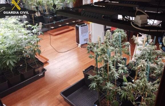 Cannabis confiscated