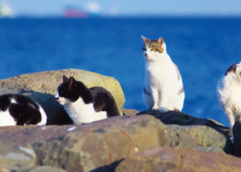 Cat Controversy