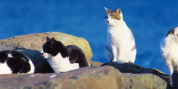 Cat Controversy