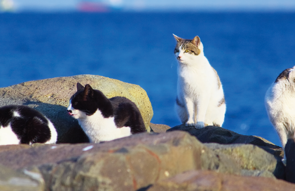 Cat Controversy