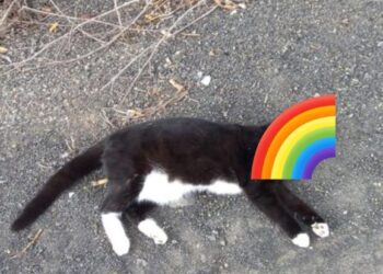 Cat deaths investigated
