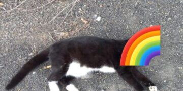 Cat deaths investigated