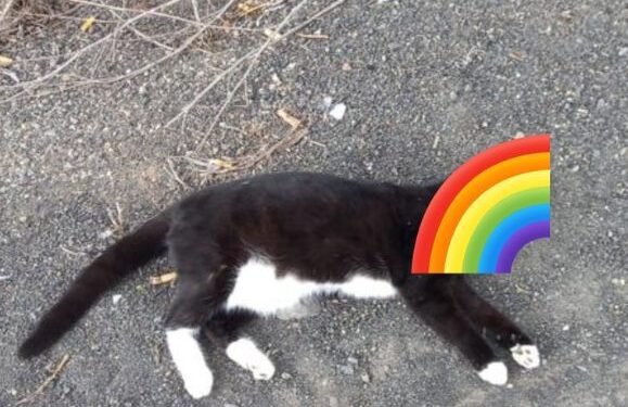 Cat deaths investigated