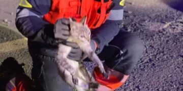 Cat rescued from drainage pipe