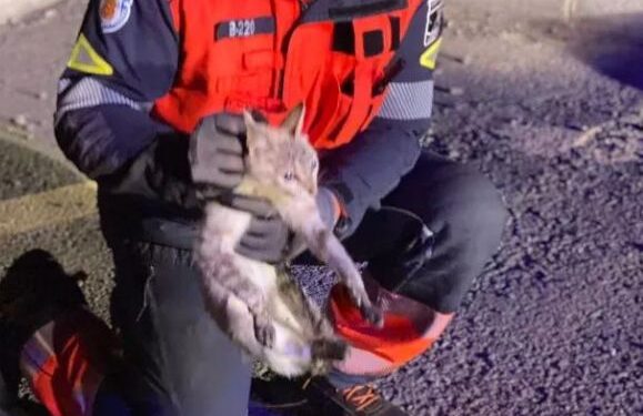 Cat rescued from drainage pipe