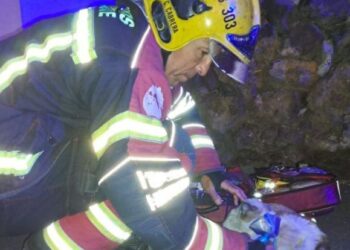 Cat rescued from house fire