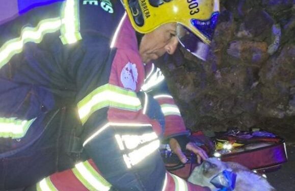 Cat rescued from house fire