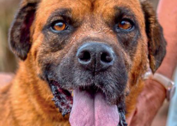 Sara Dog of the Month: César