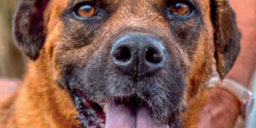 Sara Dog of the Month: César