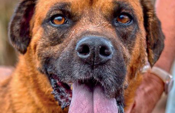 Sara Dog of the Month: César
