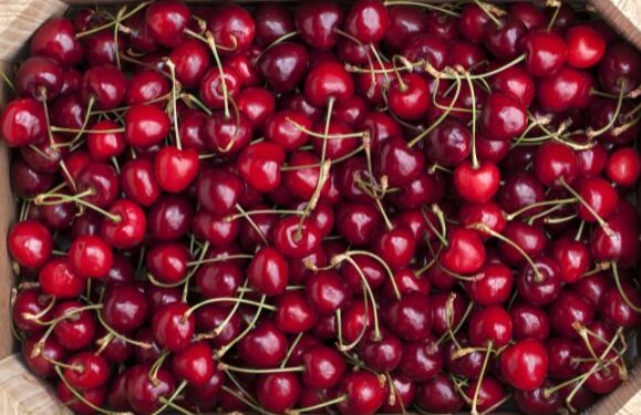 Cherry time of year!