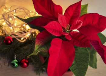 Happy Christmas