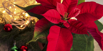 Happy Christmas