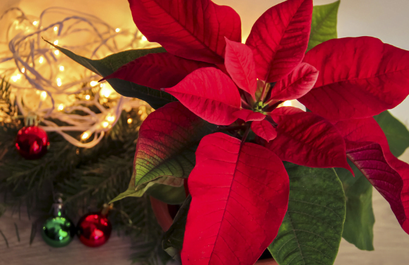 Happy Christmas