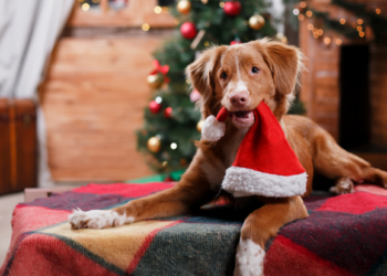 Christmas Tails