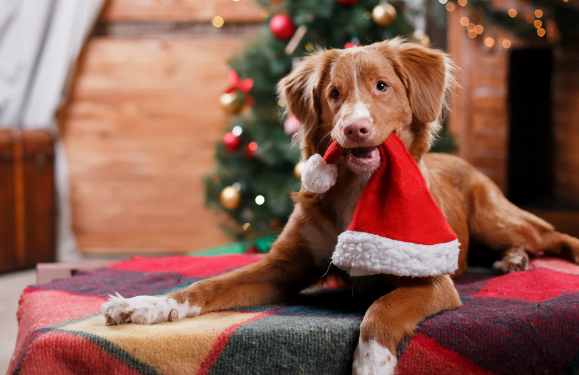 Christmas Tails