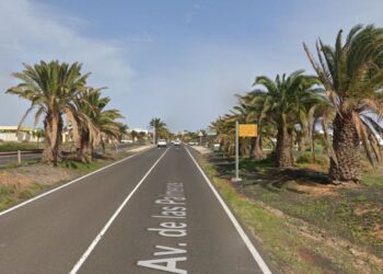 Costa Teguise palm tree rescue plan