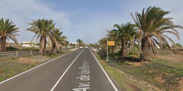Costa Teguise palm tree rescue plan
