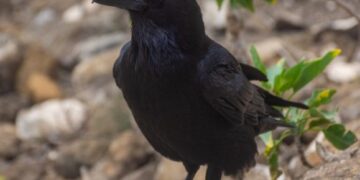 Environmental concerns in El Jable