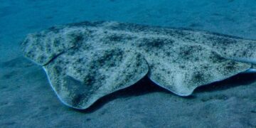 Dead Angel shark discovered