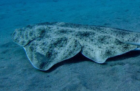 Dead Angel shark discovered