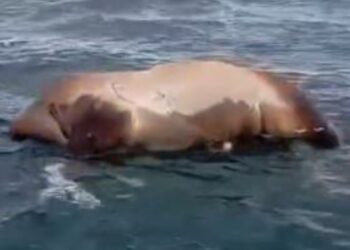 Dead cow spotted floating near beach in Costa Teguise