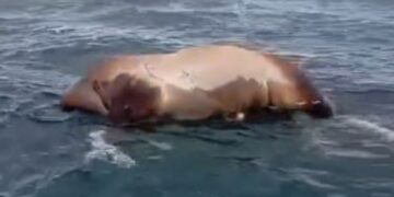Dead cow spotted floating near beach in Costa Teguise