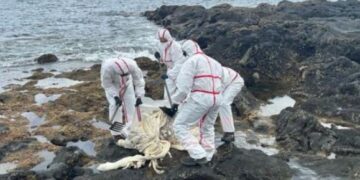 Dead cow found in Costa Teguise