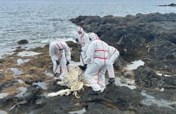 Dead cow found in Costa Teguise