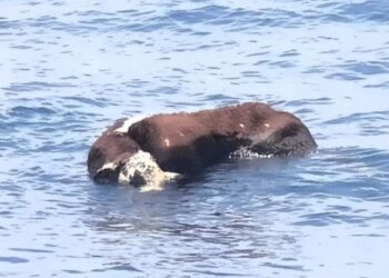 Dead cow spotted floating near Lanzarote coast