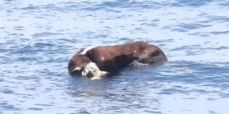 Dead cow spotted floating near Lanzarote coast
