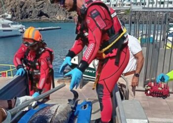 Deceased dolphin spotted near Puerto del Carmen