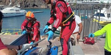 Deceased dolphin spotted near Puerto del Carmen