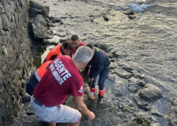 Turtle found dead at Arrecife