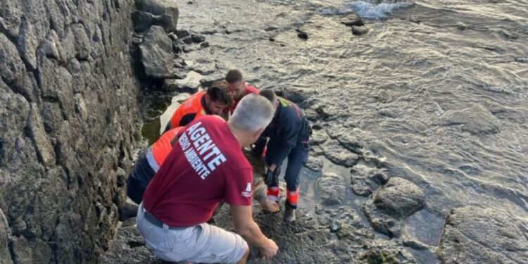 Turtle found dead at Arrecife