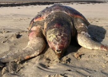 Turtle found dead at Famara