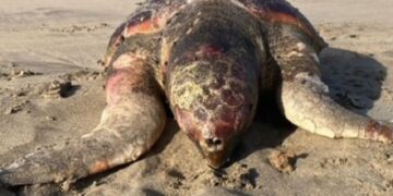 Turtle found dead at Famara