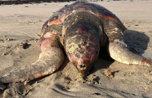 Turtle found dead at Famara
