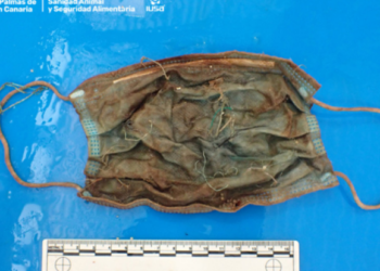 Plastics found inside deceased dolphin