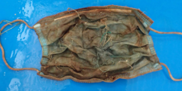 Plastics found inside deceased dolphin