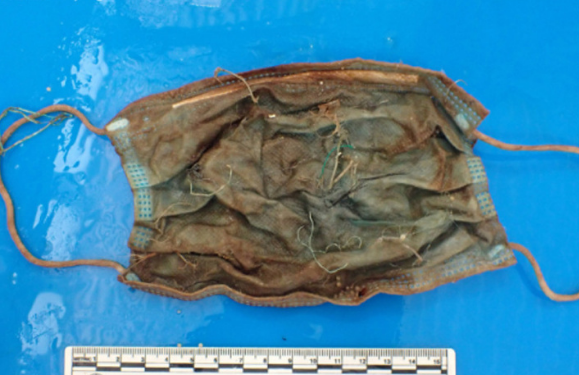 Plastics found inside deceased dolphin