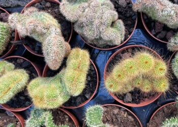 Discovering the vast selection of cacti at Flower Power