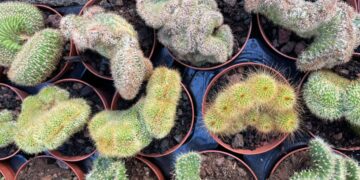 Discovering the vast selection of cacti at Flower Power