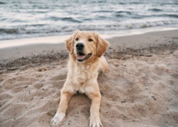 Arrecife approves dog beach