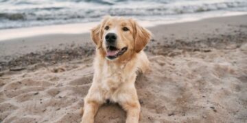 Arrecife approves dog beach